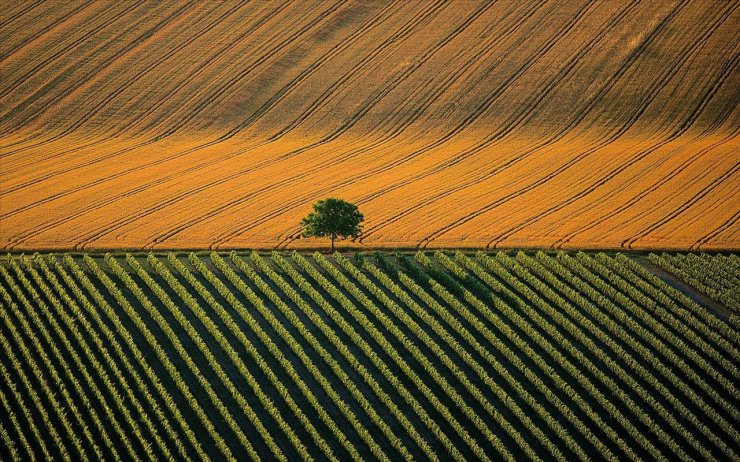 FRANCJA - Agricultural landscape near Cognac, Charente, France.jpg