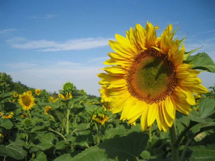 słonecznikowo - sunflowers_nature-normal.jpg