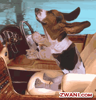 ANIMACJE - funny-pictures51.gif