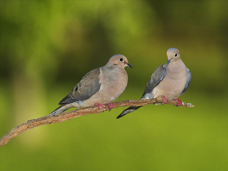 POWIETRZE - Pair of Mourning Doves.jpg