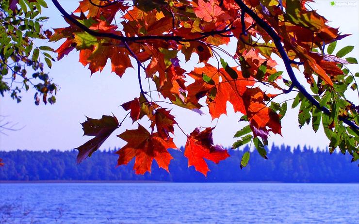jesiennie - liscie-jezioro-jesien.jpg