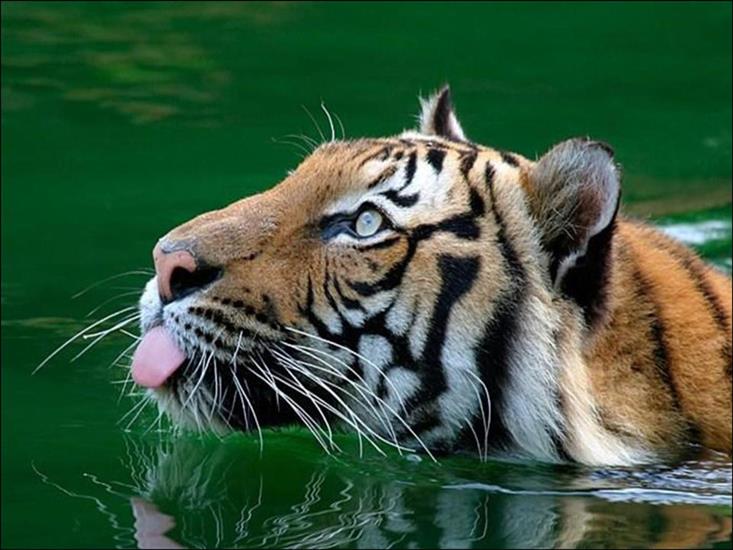 tygrysy - tigre_31.jpg