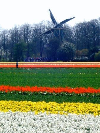 Bajeczne ogrody Keukenhof - Lisse- Holandia - keukenhof-netherlands.jpg