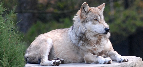 Obrazki - mexican-gray-wolf-main.jpg