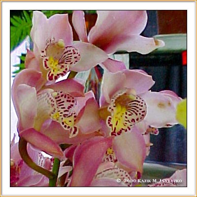 Storczyk-orchidea - s6d1.jpg