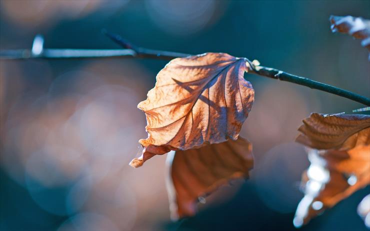 liście..po prostu - leaves-autumn-close-up.jpg