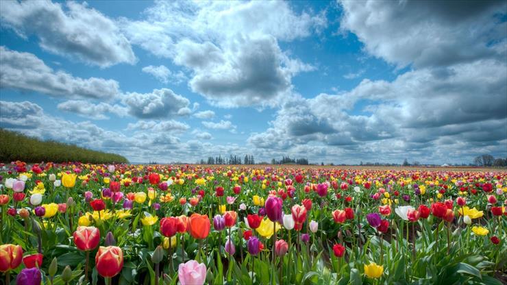 5. TAPETY NA PULPIT  194 - tulips_field_flowers_nature_sky_92418_1920x1080.jpg