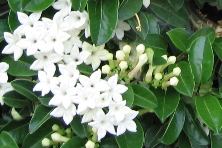 Tapety kwiaty - stefanotis-bukietowy-stephanotis-floribunda_4441.jpg
