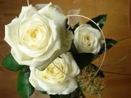 Galeria - białe róże.jpg