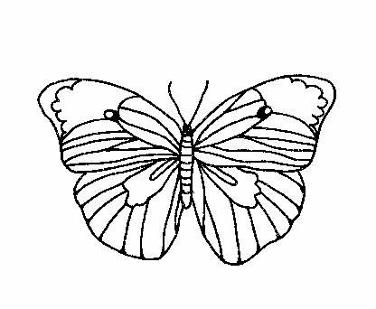Motyle - insekt001.jpg