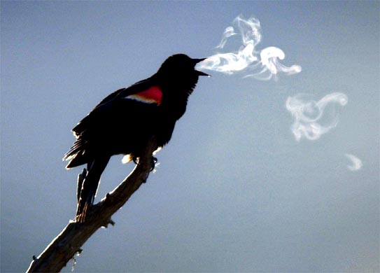 Ciekawe zjawiska Swietlne i cuda natury - Wizualny zapis ptasiego śpiewu w wydychanej przez niego parze.jpg