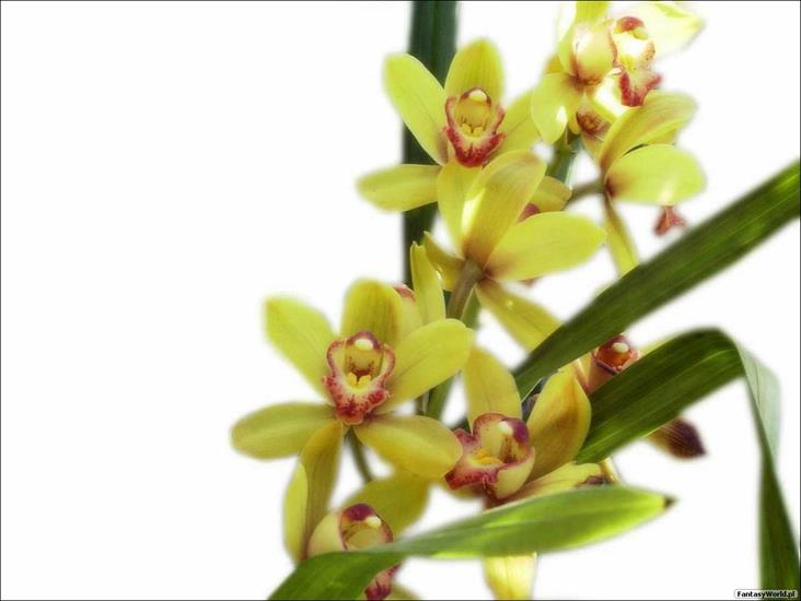 Tapety różne-różniste - yelloworchidwithredtrimmedlipsgr.jpg
