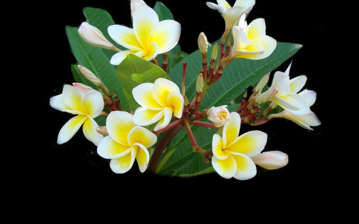   Egzotyczne piękne - beautiful-yellow-white-tropical-flowers-81724.png