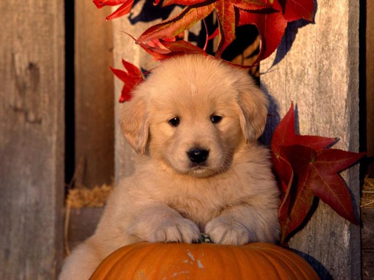 mietek485 - Golden_Retriever_Puppy.jpg