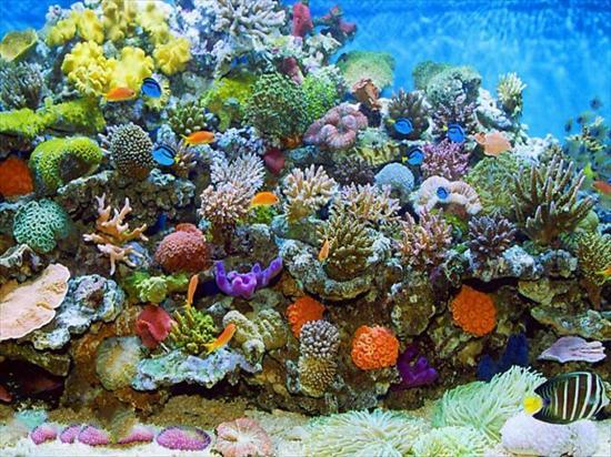 podwodny świat - koral 4.jpg