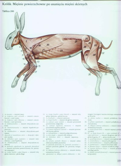atlas anatomii-tułów - 187.jpg