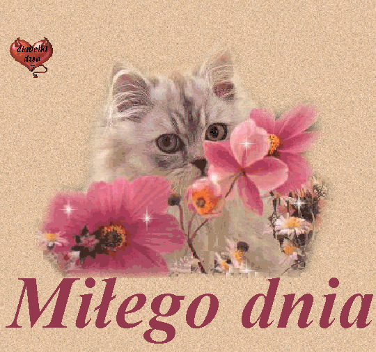 Gify-Milego dnia - milego dnia migajacy kot.gif