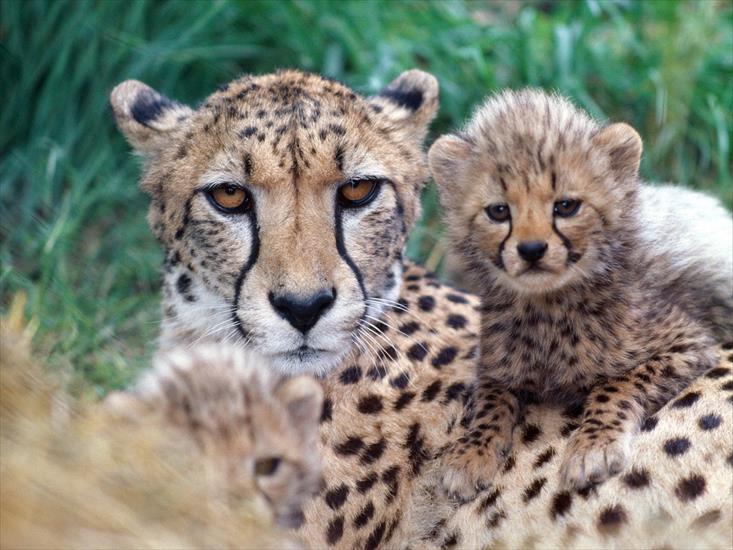 Animals - Family Close-Up, Cheetahs.jpg