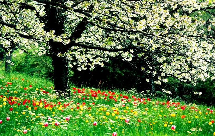  Piękno Wiosny - 259 - 0985.bmp