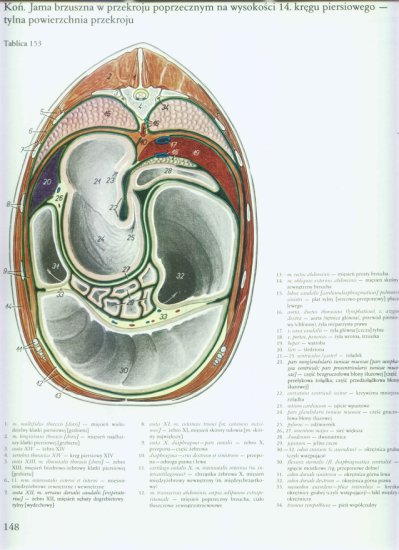 atlas anatomii-tułów - 144.jpg