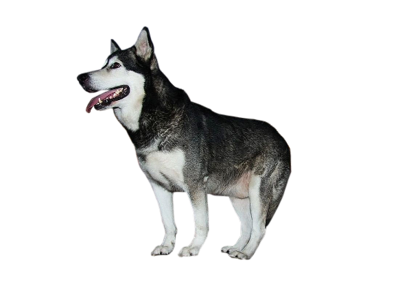 pies png - husky.png