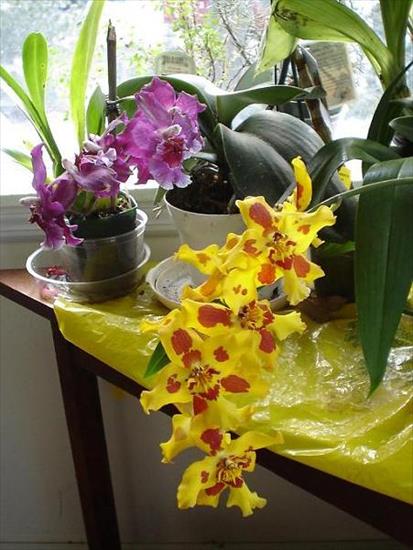 orchidee - wulstekeara-8211-vuylstekeara-storczyk_5041.jpg