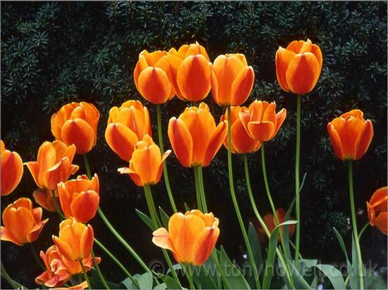 -tulipan-symbol miłości- - tuipl9.jpg