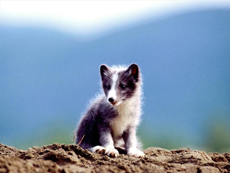 Zwierzęta - arctic_fox_kit.jpg