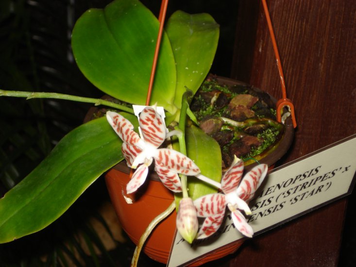 orchidea - orchidea9.JPG