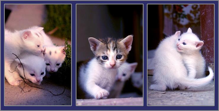kotki - kittens___bunch_of_them_by_ValentinaKallias.jpg