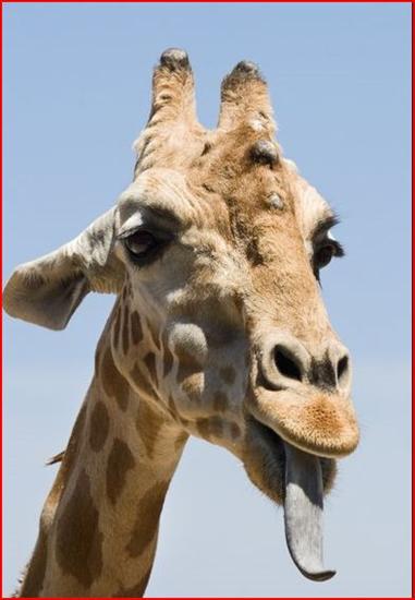 10 faktów z życia ssaków - Żyrafa.JPG