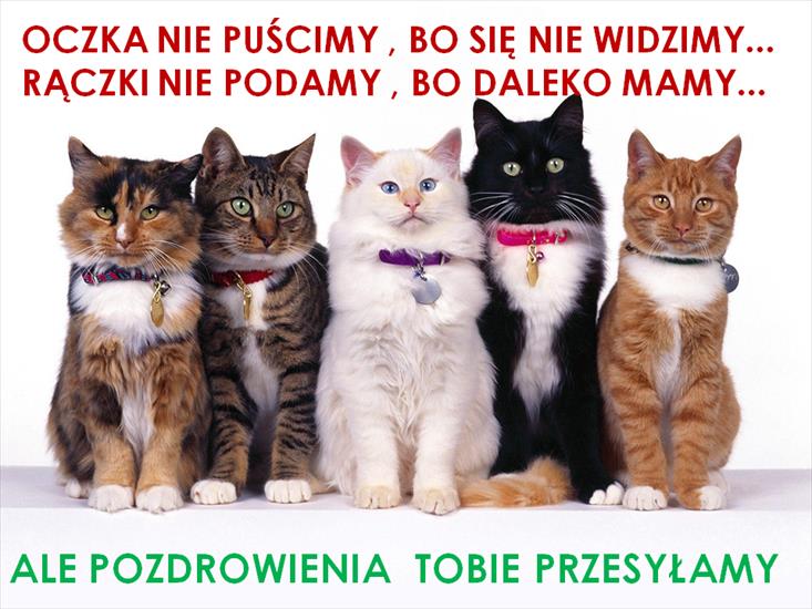 Pozdrowienia - pozdrowienia od kocio.png