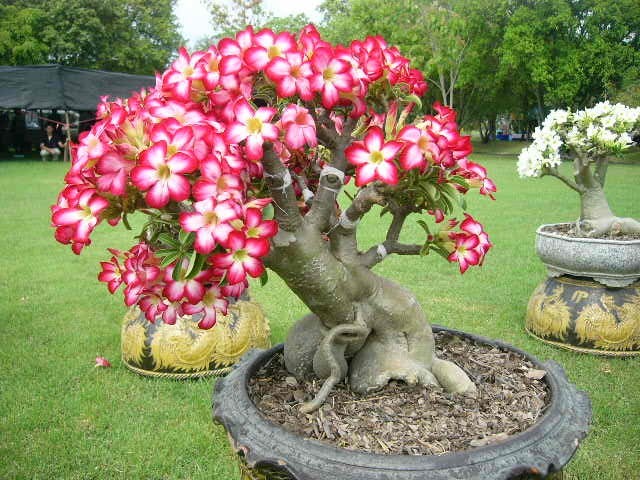 Drzewka Bonsai - bonsai6.jpg
