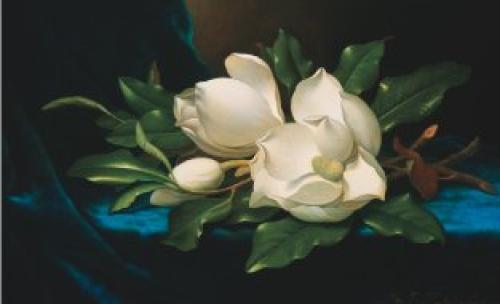 Rosyjskie PDF - magnolia1.jpg