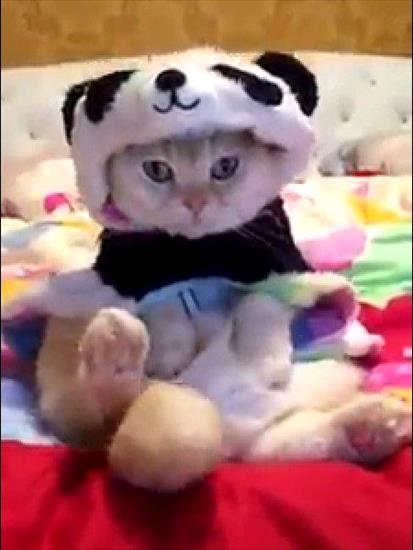 kotka z Tajpej-Taiwan - w przebraniu pandy.jpg
