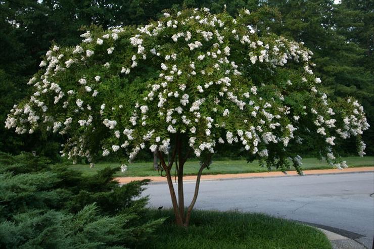 Lagerstroemia  indica - 800px-2008-07-24_Blooming_tree_at_Duke_Gardens.jpg