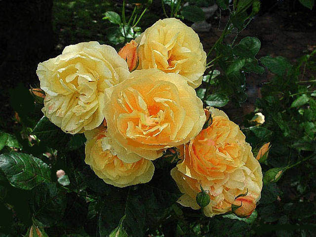 ogrodowe  róze - 37.jpg