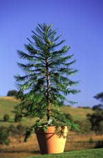 DRZEWA - Wollemia szlachetna- Drzewo z epoki dinozaurów.jpg