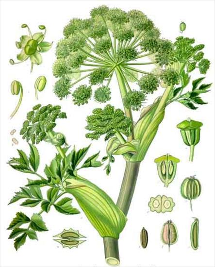 Rośliny zielne - Angelica archangelica - dzięgiel litwor.jpg