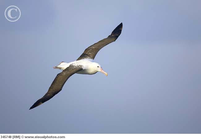 albatrosy - albatros wędrowny.jpg