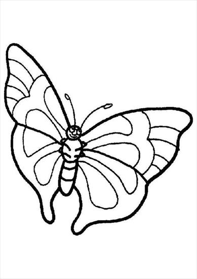 Motyle - motyl2.JPG