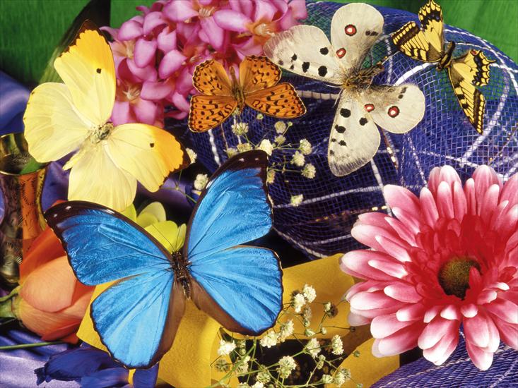 110 Beautiful Butterflies Wallpapers 1600 X 1200 - 22.jpg