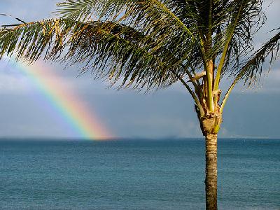 Natura - 400_rainbow_palm.jpg