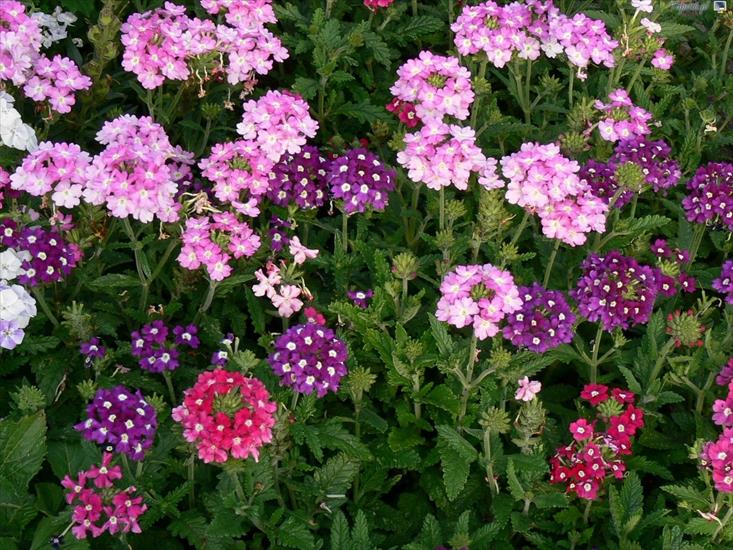 Rosliny - 12204_rozowe-fioletowe-kwiatki.jpg