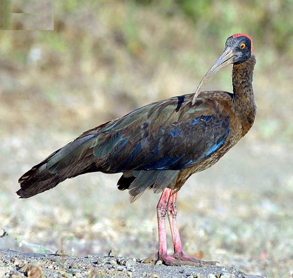 ibisy - ibis czarny.jpg