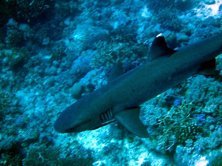 WIELKA RAFA KORALOWA - IMG_1949--White Tip Reef Shark at Cod Hole.jpg