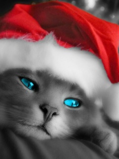 tapety na komurke - Christmas_Cat.jpg