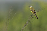 ptaki polskie - pliszka żółta.jpg