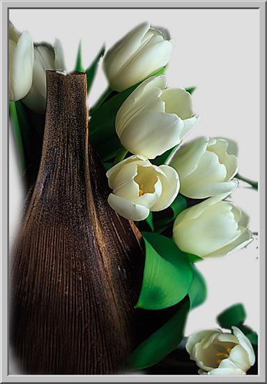 tulipany - 13472465.png