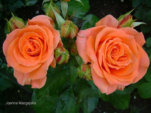 róże - roze-pomaranczowe.jpg